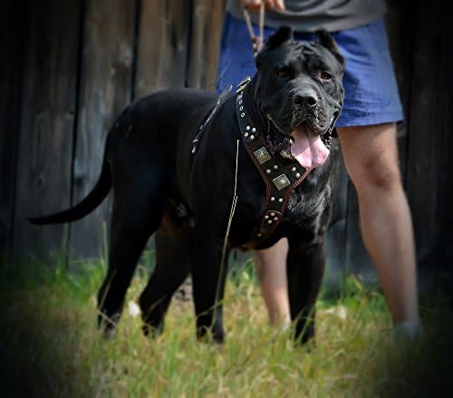 Bestia |EROS| Leder Brustgeschirr für grosse Hunde. Bis 145 cm Brustumfang. 100% Leder. Handgefertig