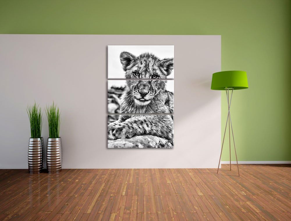 Pixxprint Löwenjunges auf Stein als Leinwandbild/Grösse: 3 Teilig (120x80) cm/Wandbild/Kunstdruck/fe
