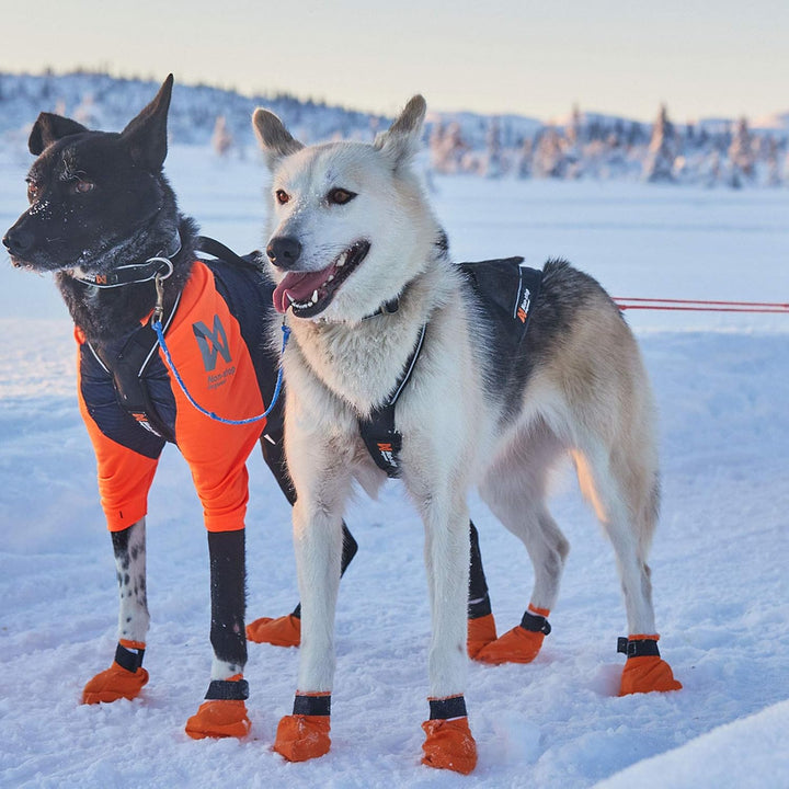 Non-stop dogwear Nansen Nome Harness 5.0 |212| Ergonomisches Zuggeschirr, Grösse:8.5, 8.5