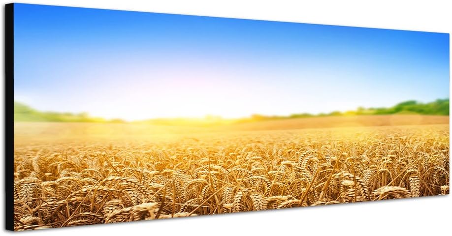 Paul Sinus Art Panoramabild auf Leinwand und Keilrahmen 120x40cm Kornfeld Kornähren Sommer Himmel