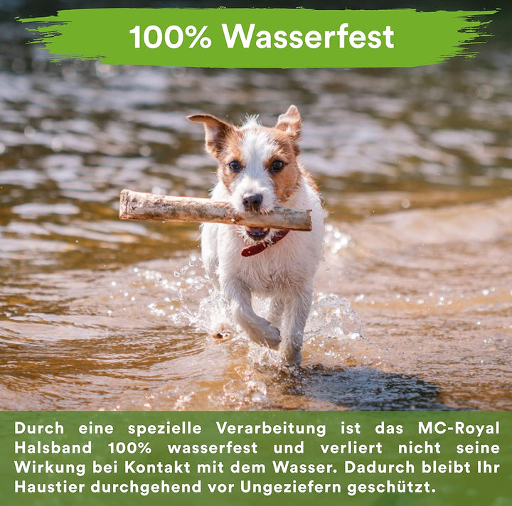 MC-Royal® Zeckenhalsband für kleine Hunde und Katzen - Effektiver Schutz vor Ungeziefern - wasserdic