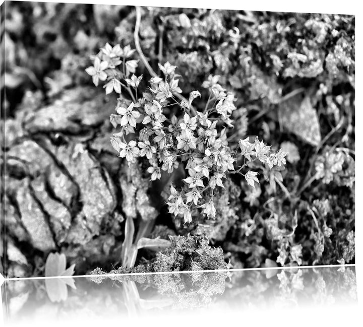 Pixxprint kleine weisse Sternblumen / 100x70cm Leinwandbild bespannt auf Holzrahmen/Wandbild Kunstdr