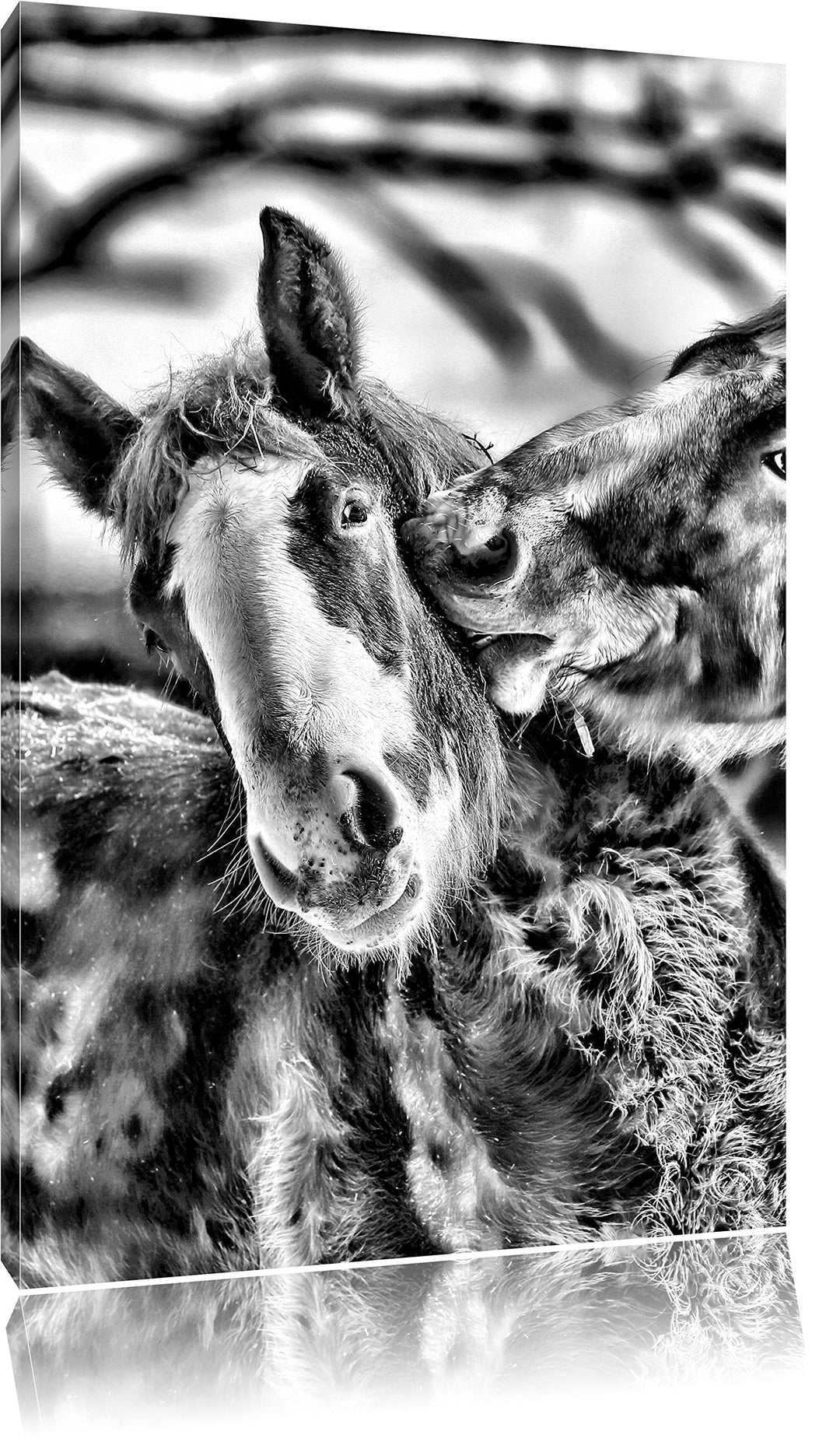 Pixxprint schmusende Pferde / 100x70cm Leinwandbild bespannt auf Holzrahmen/Wandbild Kunstdruck Deko