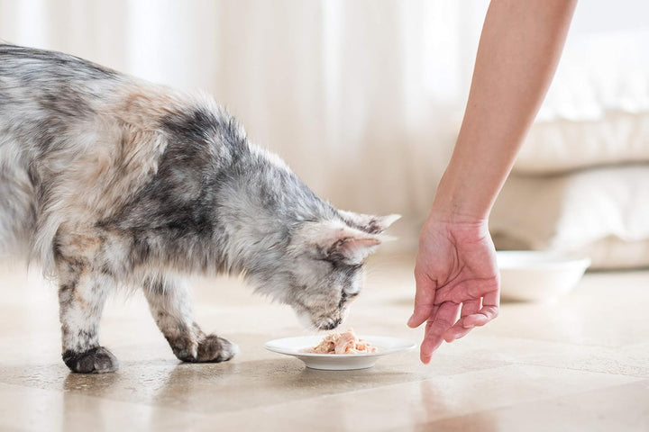 Schesir Cat Jelly Thunfisch mit Wolfsbarsch, Katzenfutter nass in Gelee, 24 Dosen x 85 g Thunfisch m