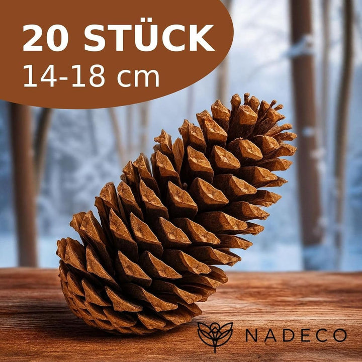 NaDeco Pinus maritima in Natur, 14-18cm, 20 Stück | Grosse Tannenzapfen | Kiefernzapfen | Weihnachts