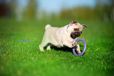 DOGGY Hundeball, Ultraleicht, Harmlos, Schwimmt auf dem Wasser, Hundespielzug, Hundetraining, Bindun