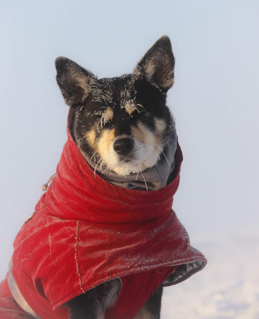 Hurtta Extreme Warmer Hundemantel, Winterjacke für Hunde Weinrot 40 cm