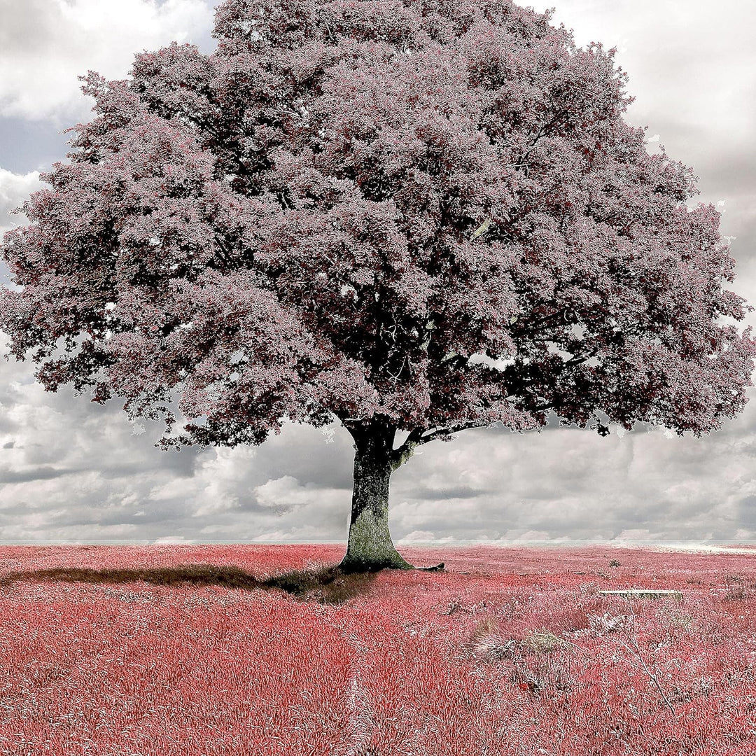 Runa Art Wandbilder Landschaft Baum 5 Teilig Bild auf Vlies Leinwand Deko Schlafzimmer Wohnzimmer Bl