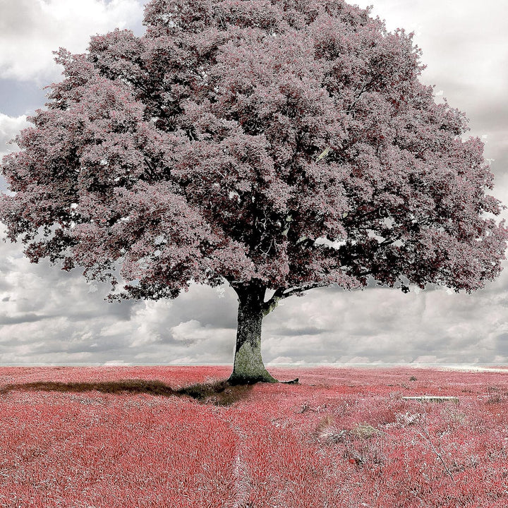 Runa Art Wandbilder Landschaft Baum 5 Teilig Bild auf Vlies Leinwand Deko Schlafzimmer Wohnzimmer Bl