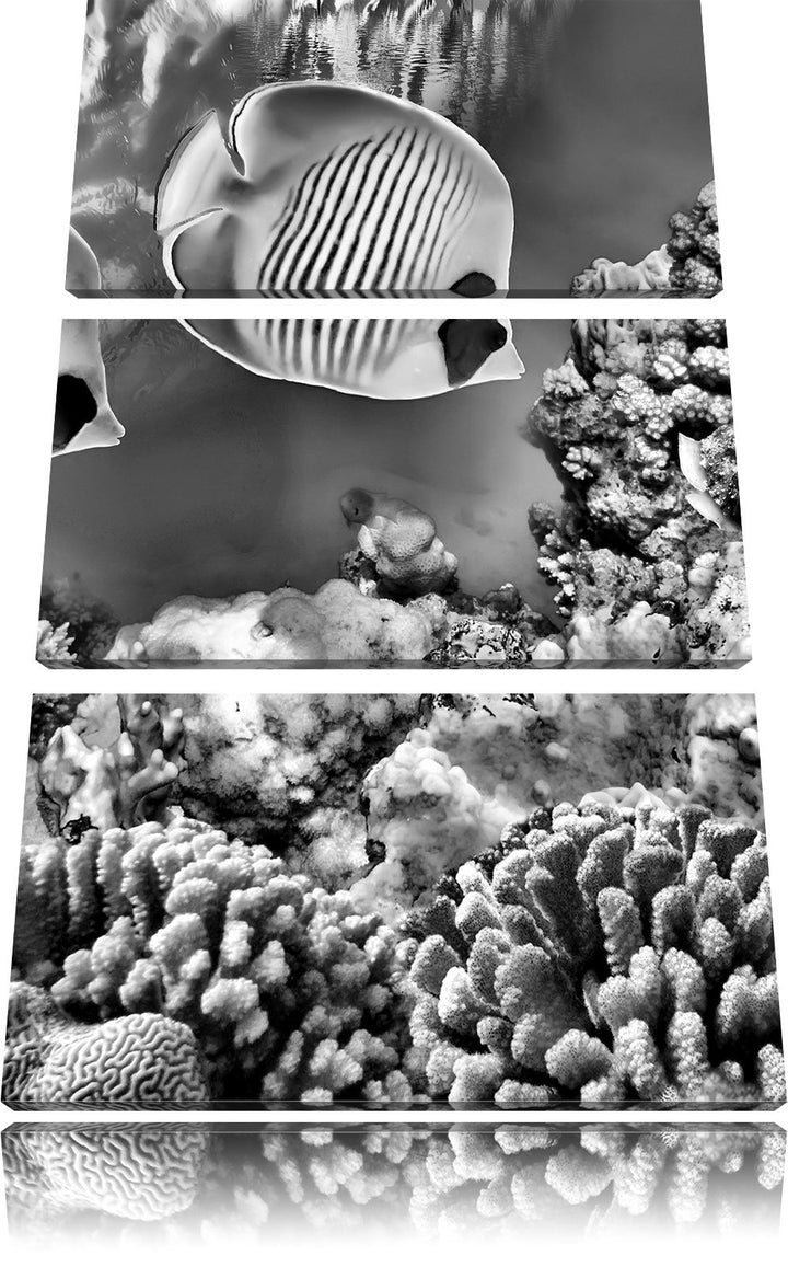 Pixxprint Monocrome, Tropen Fische im Korallenriff 3-Teiler Leinwandbild 120x80 Bild auf Leinwand, r