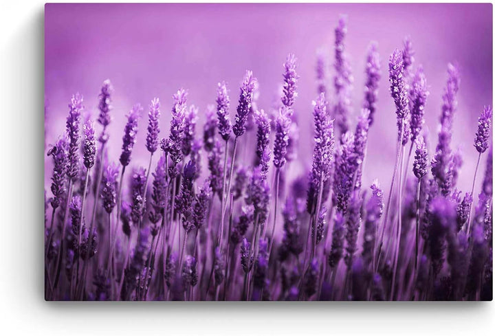 Startonight Bilder Lila Lavendel Feld Blumen, Leinwandbilder Moderne Kunst, Natur Wanddeko Kunstdruc