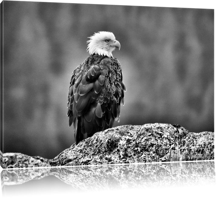 Pixxprint Monocrome, wachsamer Adler auf Fels, Format: 100x70 auf Leinwand, 100x70