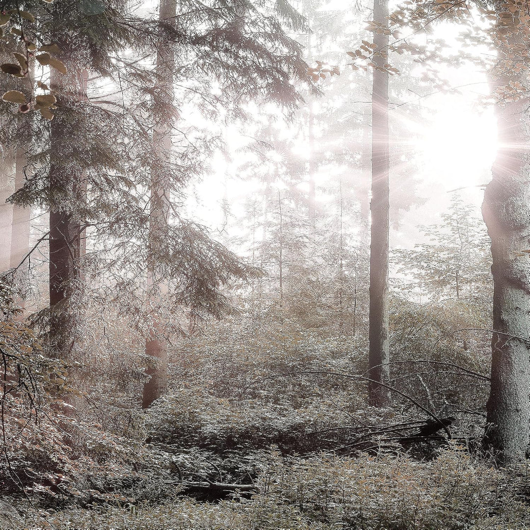 Runa Art Bild Wald Landschaft Wandbilder auf Vlies Leinwand 5 Teilig Wanddekoration Schlafzimmer Woh