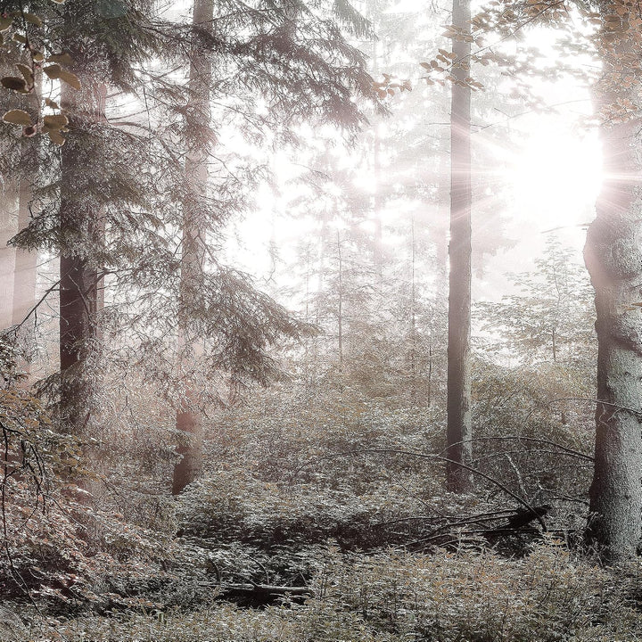 Runa Art Bild Wald Landschaft Wandbilder auf Vlies Leinwand 5 Teilig Wanddekoration Schlafzimmer Woh