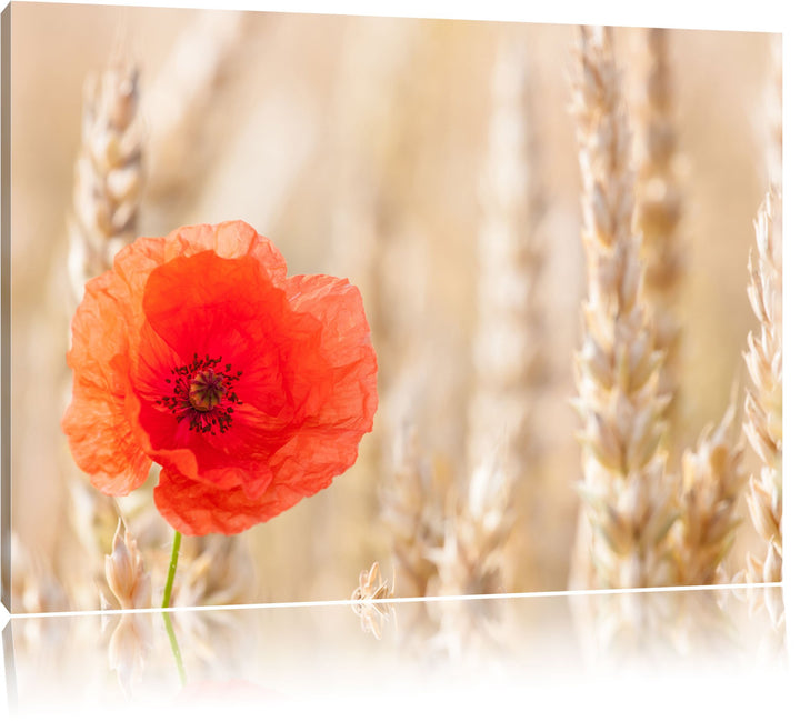 Mohnblume im Kornfeld, Format: 100x70 auf Leinwand, XXL riesige Bilder fertig gerahmt mit Keilrahmen