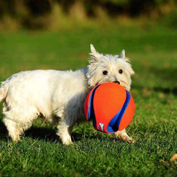 netproshop ChuckIt Kick Fetch schwimmfähiger Apportierball Hundespielball 19 cm Grösse L