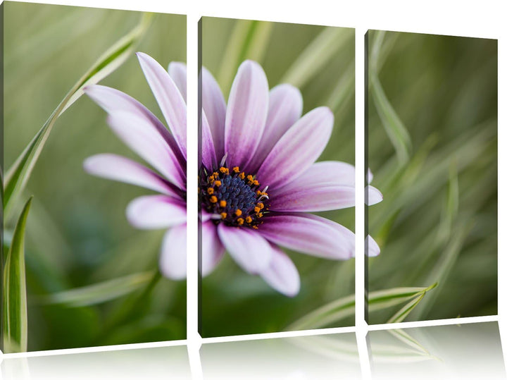 Pixxprint Blume in der Natur als Leinwandbild - Grösse: 3-Teilig (120x80cm) - Wandbild - Kunstdruck