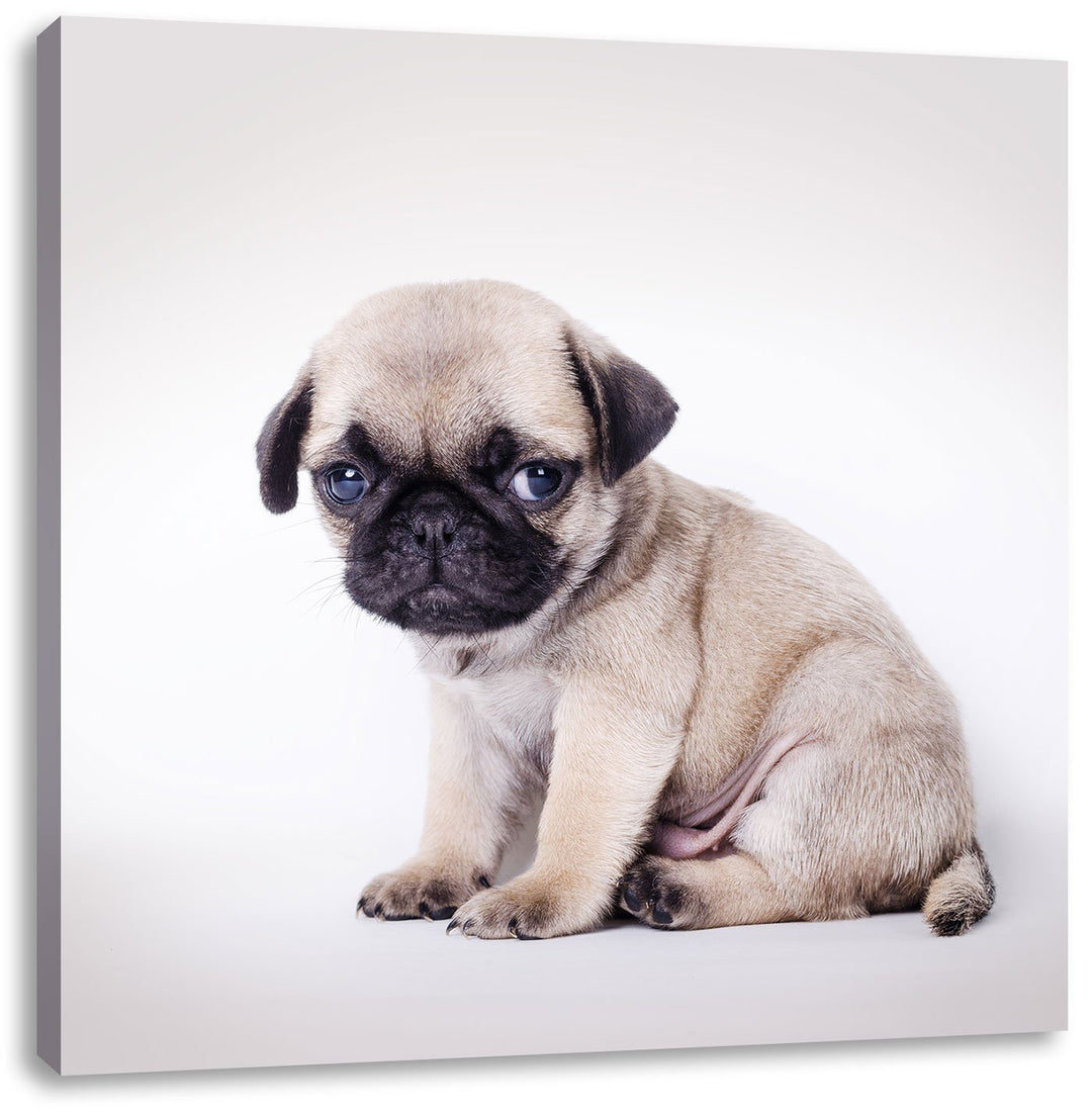 Kleiner Hundewelpe Mops, Format: 70x70 auf Leinwand, XXL riesige Bilder fertig gerahmt mit Keilrahme