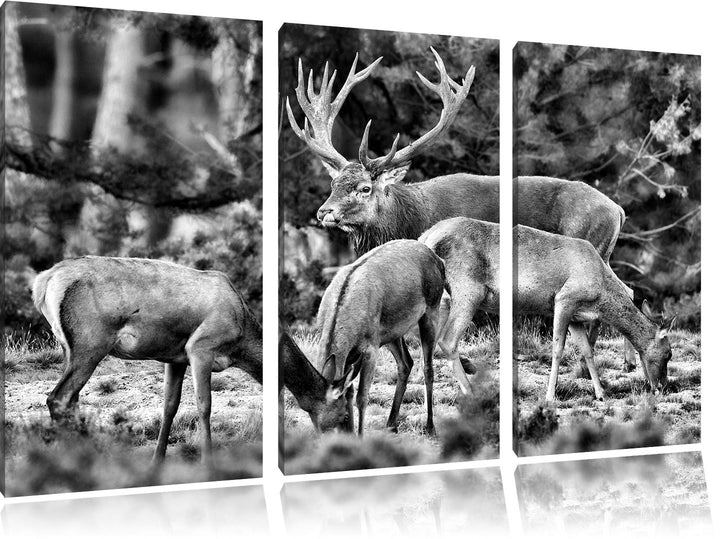 Pixxprint Hirschfamilie auf Waldlichtung als Leinwandbild/Grösse: 3 Teilig (120x80) cm/Wandbild/Kuns