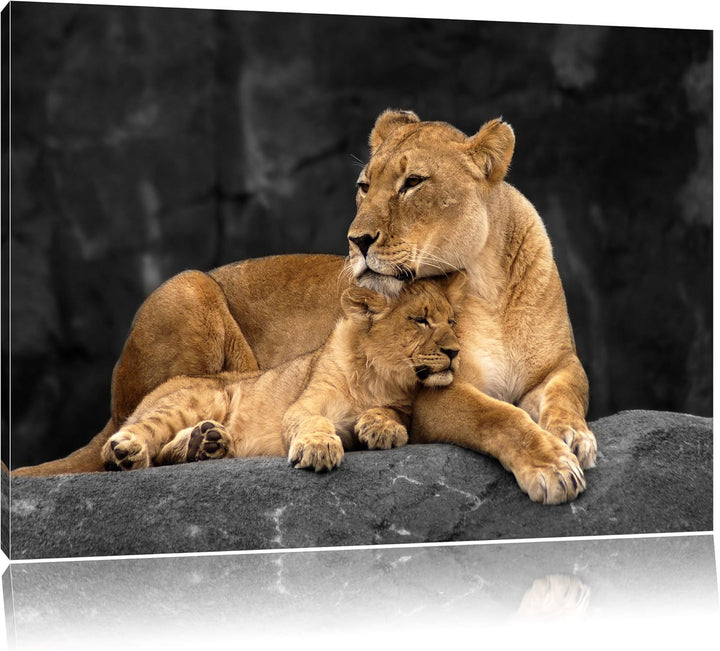 Pixxprint Löwe Löwenjungen / 100x70cm Leinwandbild bespannt auf Holzrahmen/Wandbild Kunstdruck Dekor