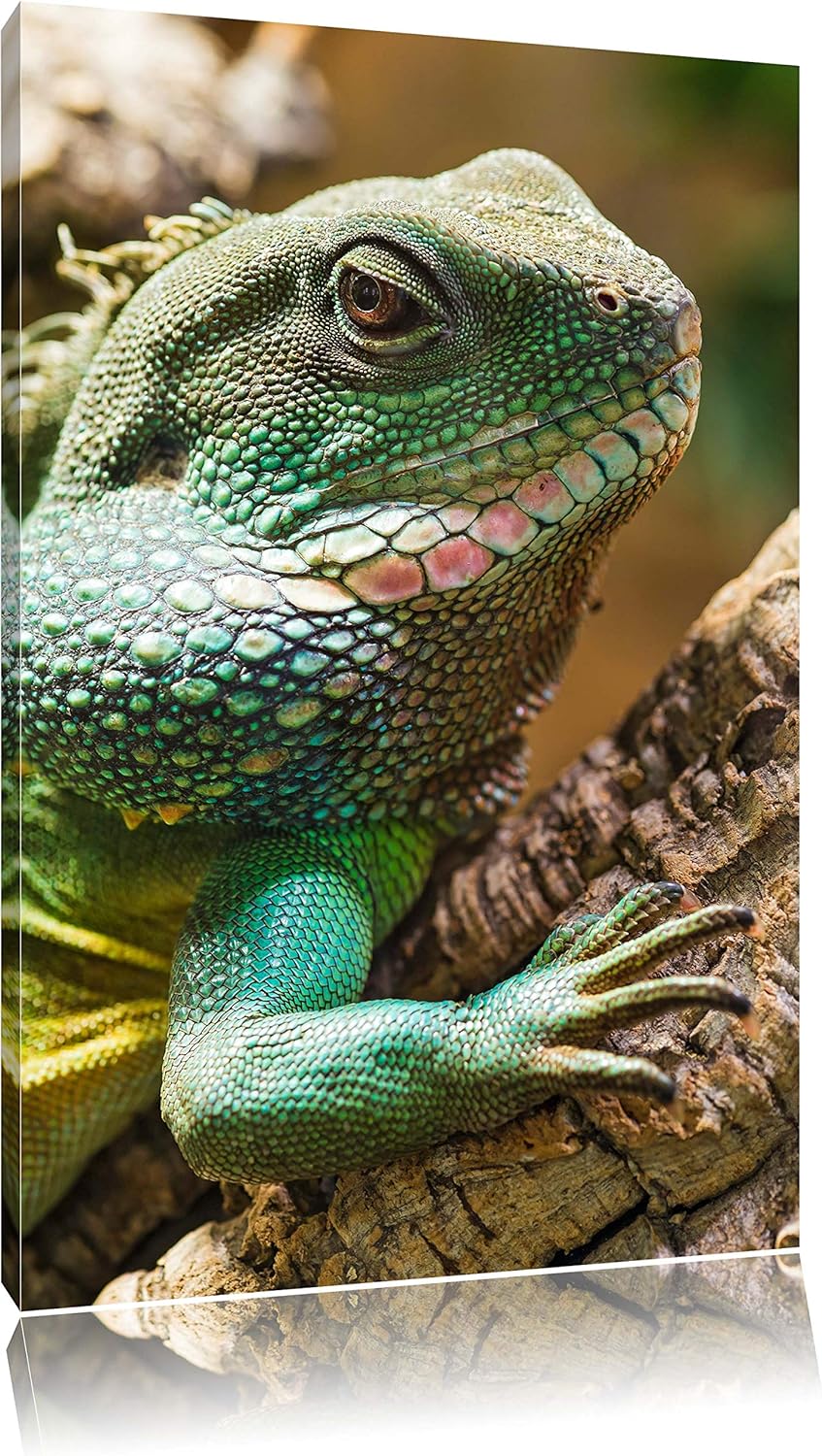 Pixxprint grosses grünes Chamäleon auf Leinwand, XXL riesige Bilder fertig gerahmt mit Keilrahmen, K