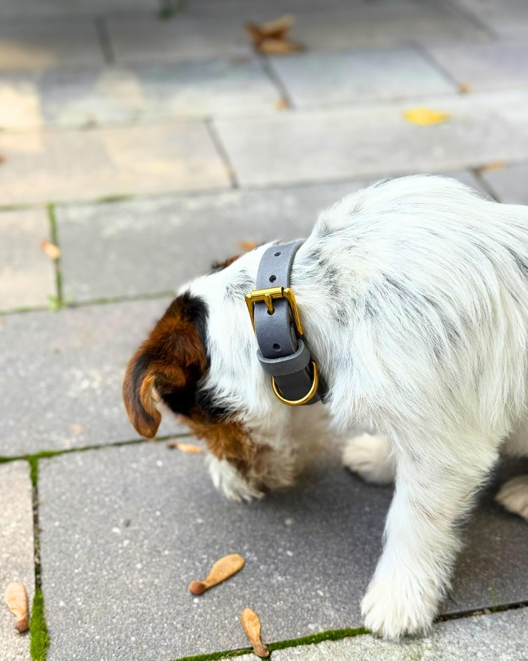 Hundehalsband Abby - Geflochtenes Fettleder Silbergrau L (45-52,5cm Halsumfang, 2,7cm breit), L (45-