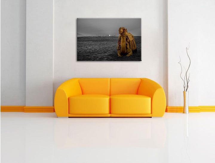 Pixxprint Kamel in Wüste bei Sonnenaufgang als Leinwandbild/Grösse: 100x70 cm/Wandbild/Kunstdruck/fe