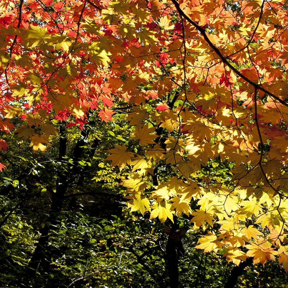Feeby Leinwandbild Landschaft 5 TLG Bild Kunstdruck Blätter Bäume Wald bunt 100x70 cm Leinwandbild 1