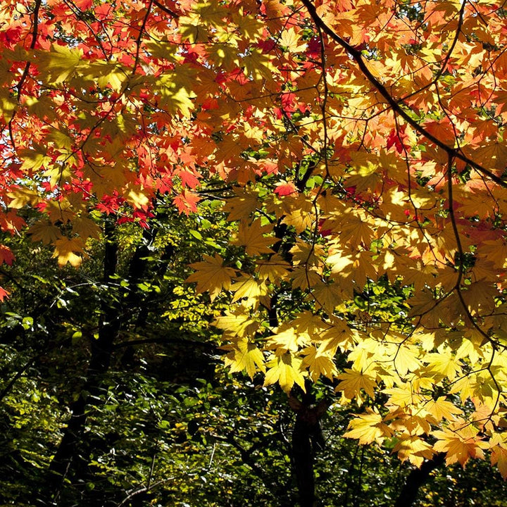 Feeby Leinwandbild Landschaft 5 TLG Bild Kunstdruck Blätter Bäume Wald bunt 100x70 cm Leinwandbild 1