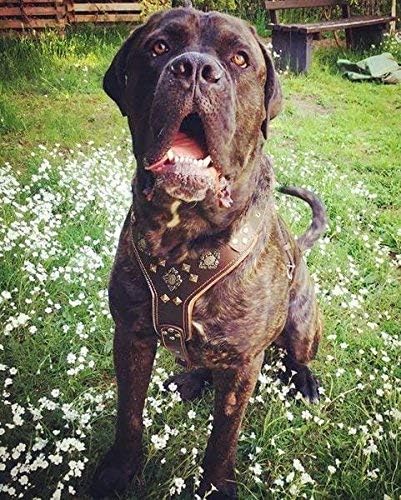 Bestia |Aztec| Leder Brustgeschirr für grosse Hunde. Bis 145 cm Brustumfang. 100% Leder. Handgeferti