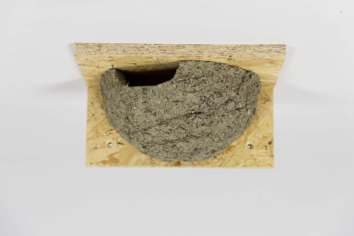 Mehlschwalbennest mit Einflug Links, Schwalbennest, Nistkasten, Nisthilfe, Mehlschwalbennester