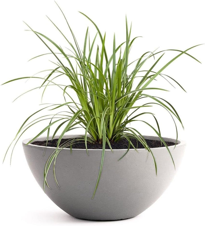 Pflanzwerk® Pflanzkübel Pflanzschale Bowl Ø 28cm Grau *Frostbeständige Blumenschale* *Premiumqualitä
