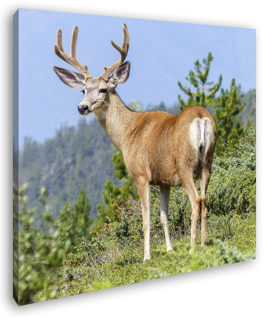 deyoli Beeindruckender Elch Format: 60x60 als Leinwandbild, Motiv fertig gerahmt auf Echtholzrahmen,