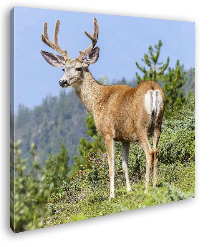 deyoli Beeindruckender Elch Format: 60x60 als Leinwandbild, Motiv fertig gerahmt auf Echtholzrahmen,