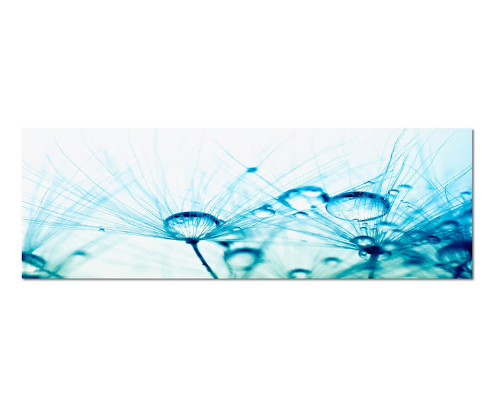 Paul Sinus Art Panoramabild auf Leinwand und Keilrahmen 150x50cm Pusteblume Wassertropfen Tau