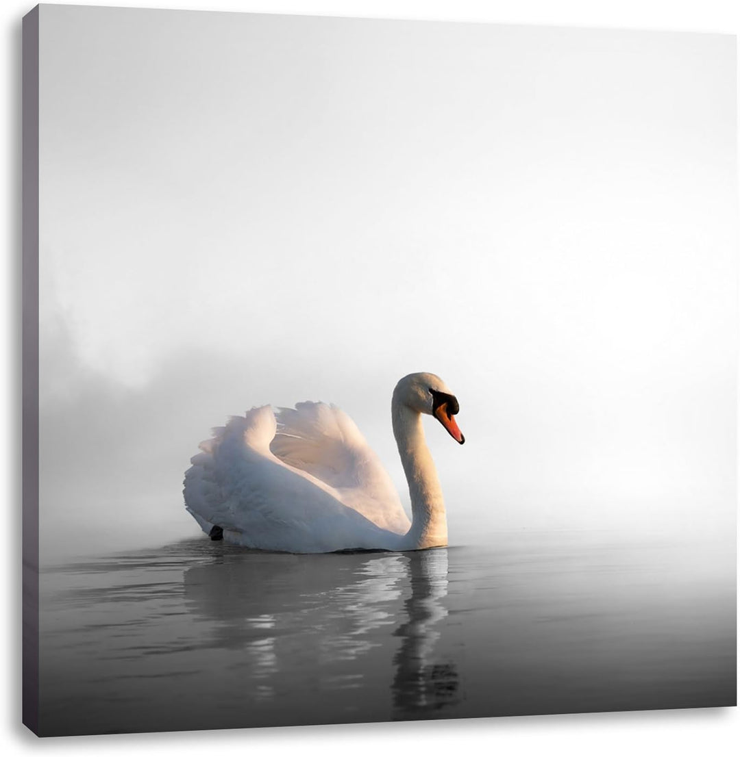 Pixxprint einsamer Schwan auf See als Leinwandbild/Grösse: 70x70 cm/Wandbild/Kunstdruck/fertig bespa