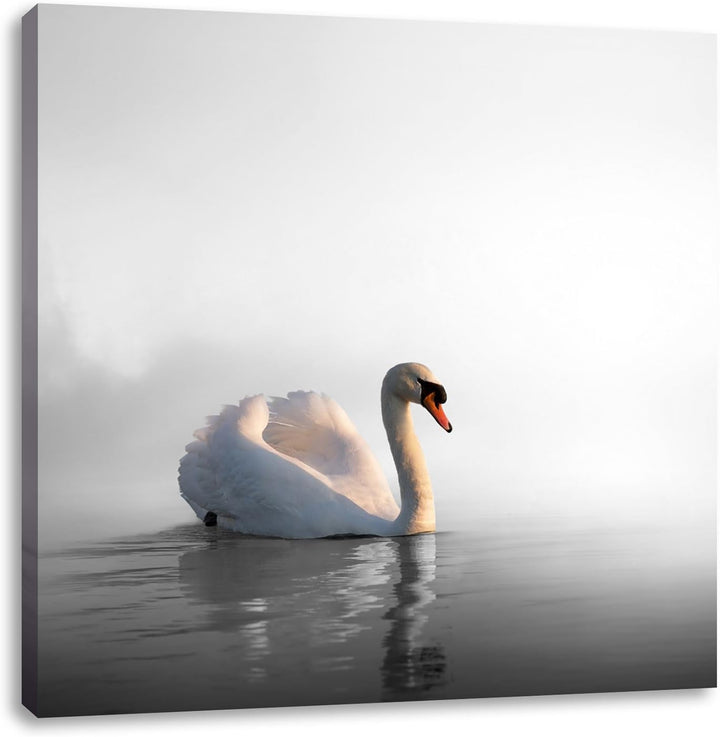 Pixxprint einsamer Schwan auf See als Leinwandbild/Grösse: 70x70 cm/Wandbild/Kunstdruck/fertig bespa
