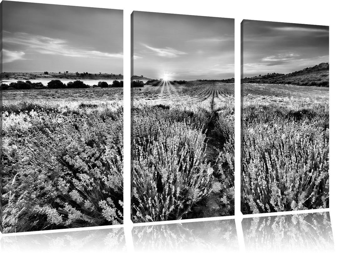 Pixxprint Lavendelfeld in Frankreich als Leinwandbild/Grösse: 3 Teilig (120x80) cm/Wandbild/Kunstdru