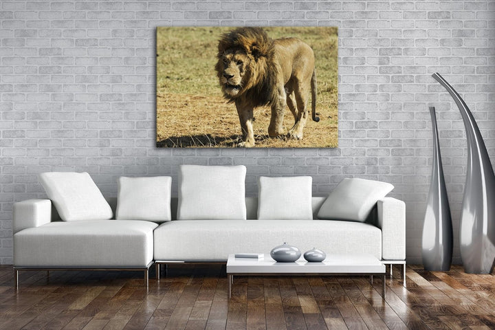 deyoli einsam umherstreifender Löwe Format: 80x60 als Leinwandbild, Motiv fertig gerahmt auf Echthol