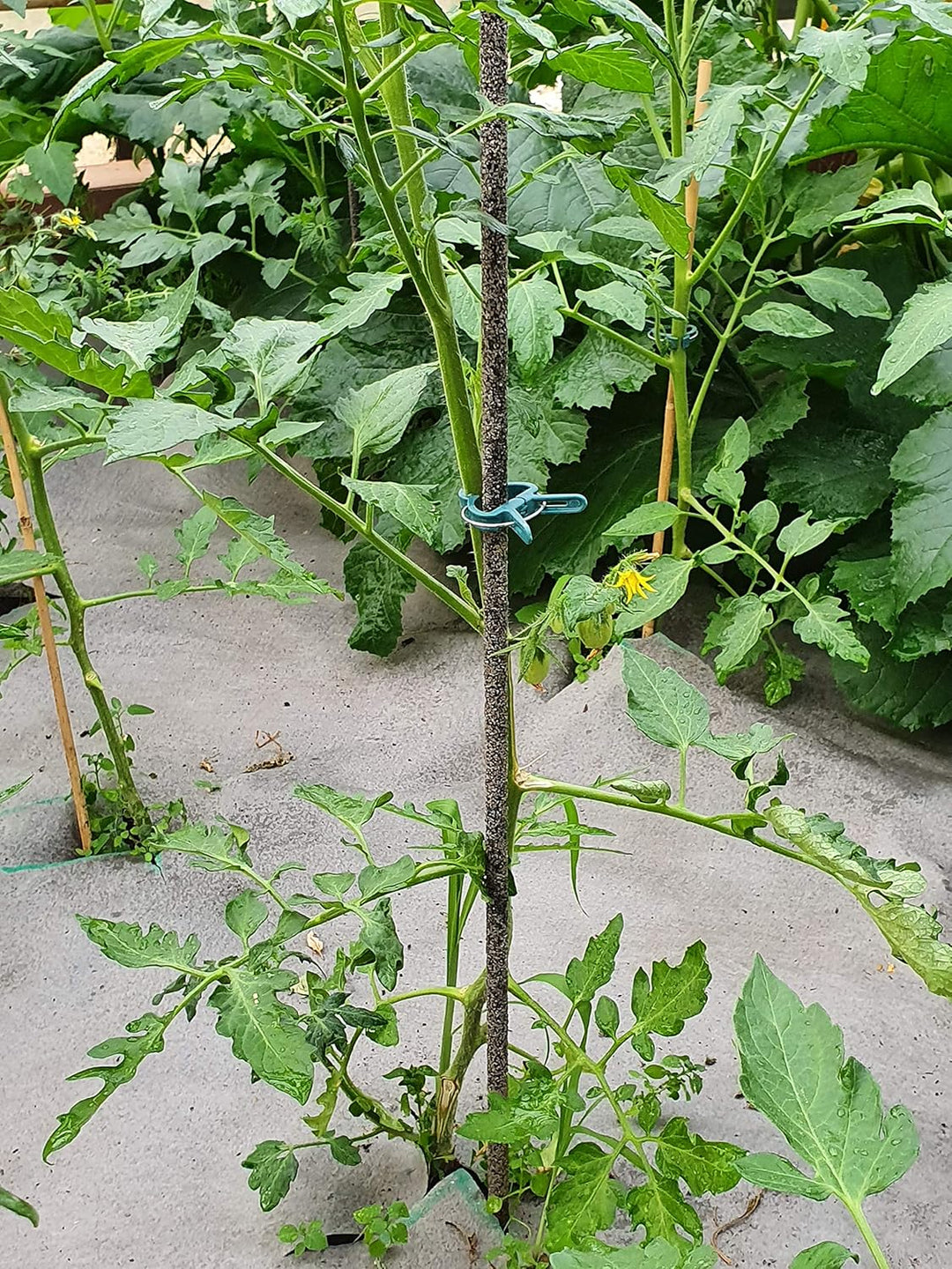 20 Stück Glasfaser/Fiberglas Pflanzstab 100cm Basalt - Sandoberfläche, langlebig, rostfrei, biegsam,