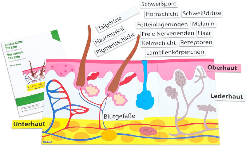 Betzold - Die Haut, magnetisches Tafelmaterial - Biologie Lehrmittel Anatomie Nocolor, Nocolor