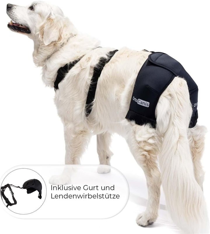 Ortocanis - Hüftorthese für Hunde - Hüftdysplasie, Hüftschmerzen oder Lokalisierten Arthrose - Stabi