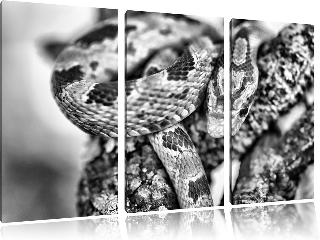 Pixxprint ruhende Kornnatter als Leinwandbild/Grösse: 3 Teilig (120x80) cm/Wandbild/Kunstdruck/ferti