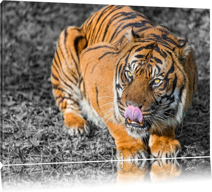 Pixxprint grosser Tiger schwarz/weiss auf Leinwand, XXL riesige Bilder fertig gerahmt mit Keilrahmen