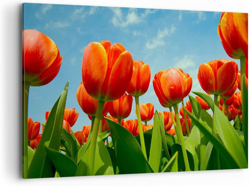 Bilder auf Leinwand 100x70cm Leinwandbild Tulpe Blume blauer Himmel Gross Wanddeko Bild Schlafzimmer