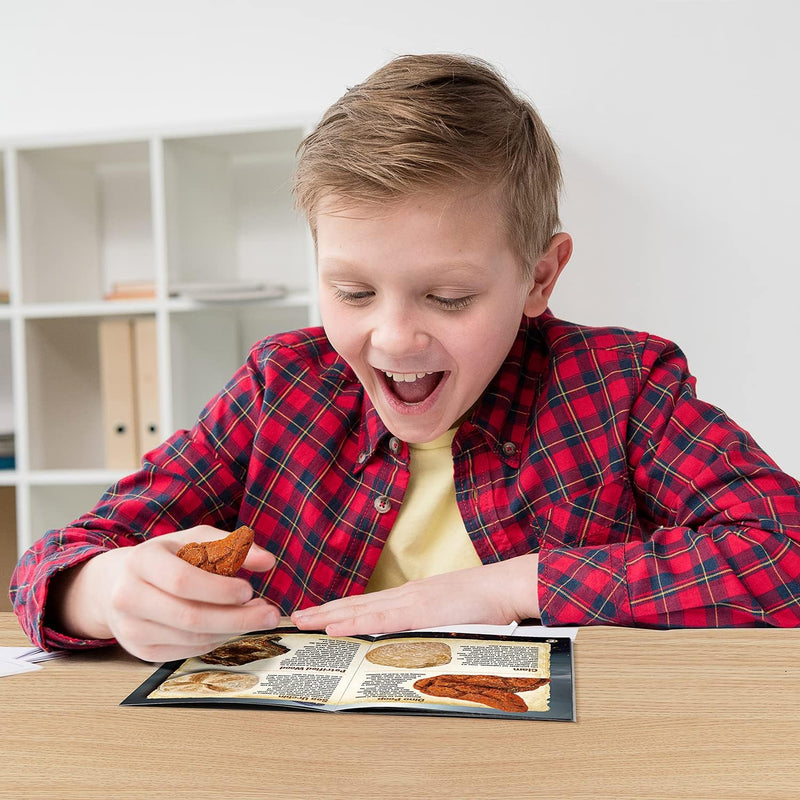 XX Gross Fossilien Ausgrabungsset Kinder - Ausgraben 12 Versteinerungen Fossilien - Lehrreich Spielz