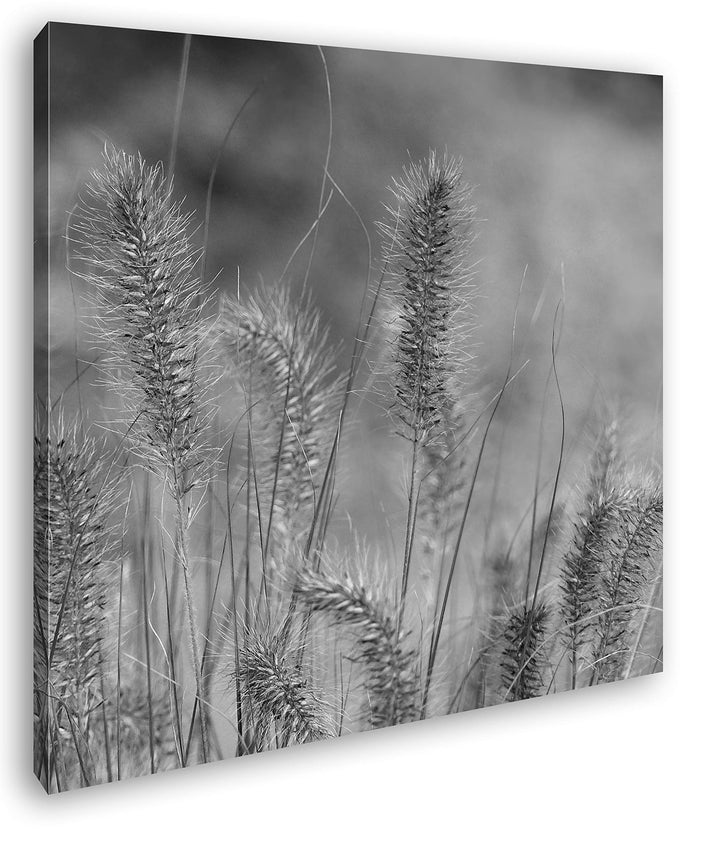 deyoli schöne Weidengräser Format: 70x70 Effekt: Schwarz&Weiss als Leinwandbild, Motiv fertig gerahm