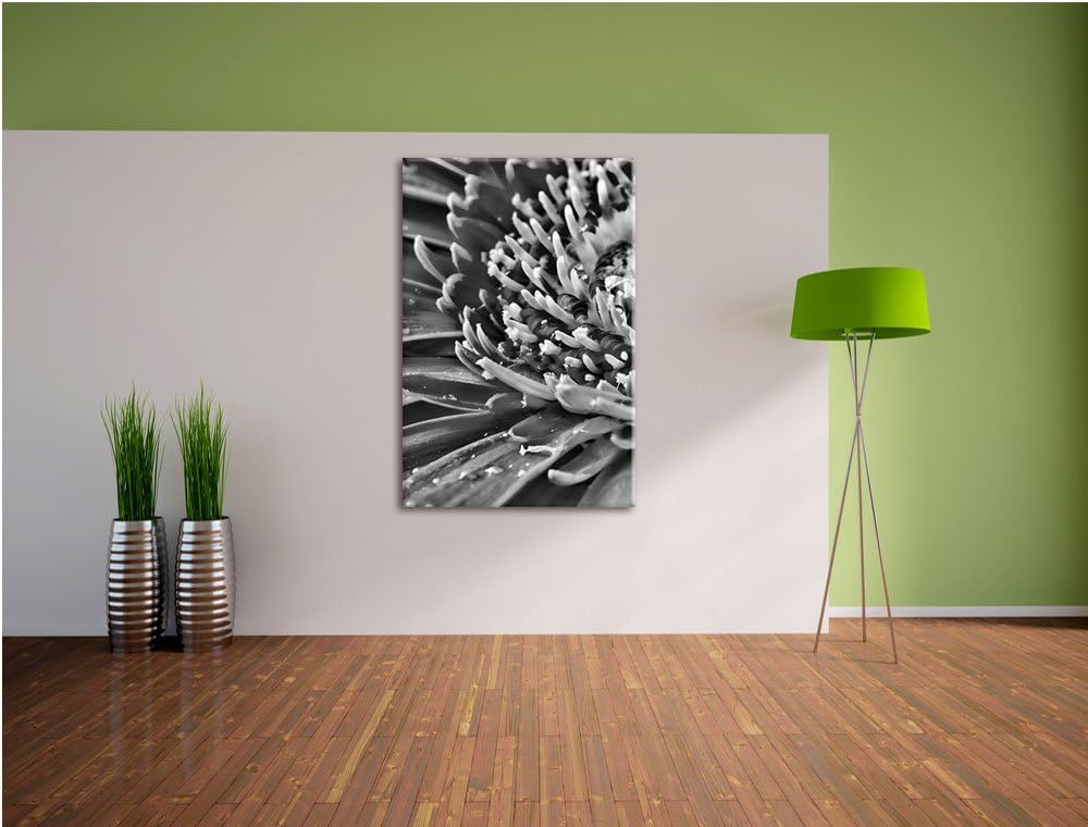 Pixxprint Monocrome, Gerbera mit Wassertropfen, Format: 100x70 auf Leinwand, riesige Bilder fertig g
