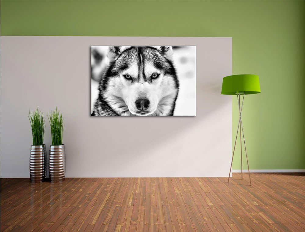 Monocrome, Husky, Format: 100x70 auf Leinwand, XXL riesige Bilder fertig gerahmt mit Keilrahmen, Kun
