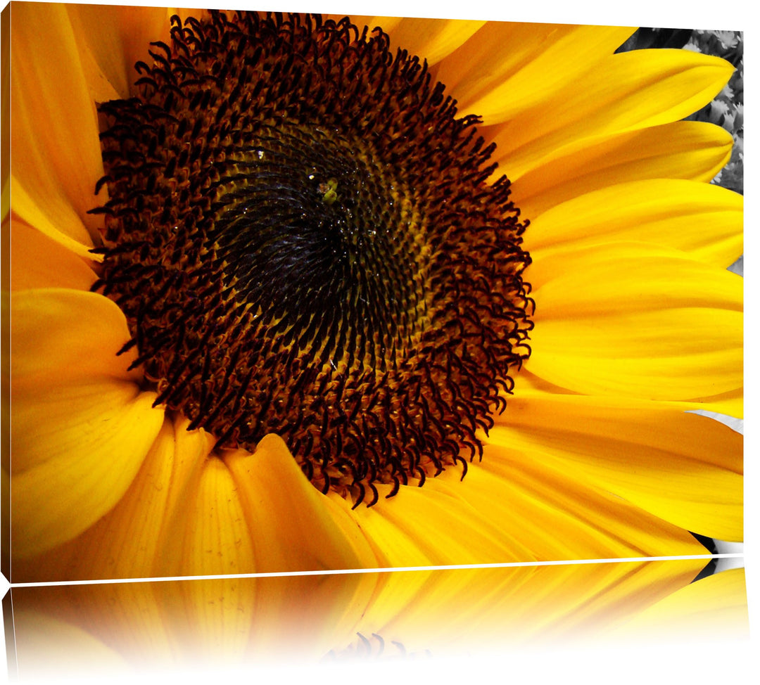 grosse anmutige Sonnenblume schwarz/weiss auf Leinwand, XXL riesige Bilder fertig gerahmt mit Keilra